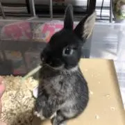なおちゃんの画像