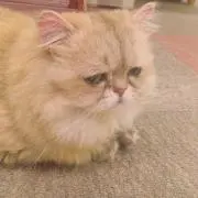 まりあの画像