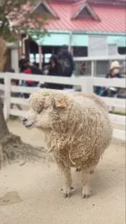 ティノの画像