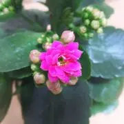 tksの画像