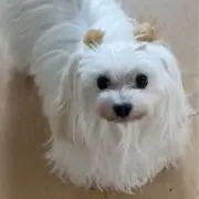 アフロディーテの画像