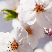 aki