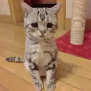 りかりんの画像