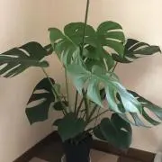 はは