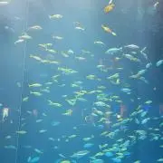 綾鷹