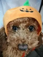 mimiの画像
