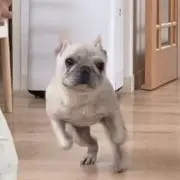 いしかめの画像