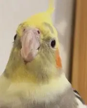 tomoyone