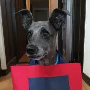 ささきちの画像