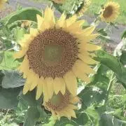 おごしの画像