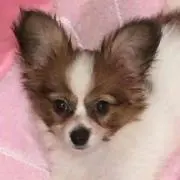アリス☆プロフ必読❇︎の画像