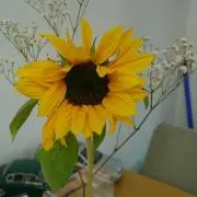 あふろ
