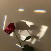 もっぴの画像