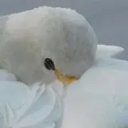 Reraの画像