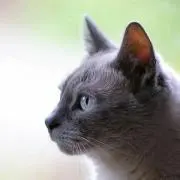 mimiの画像
