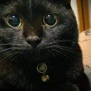 ROYの画像