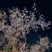 ぴぴ