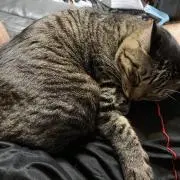 jackalの画像
