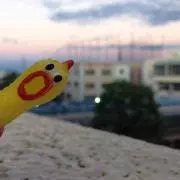 ぽちゃむの画像