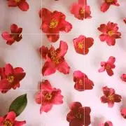 ぽんの画像