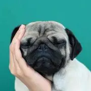 たかなしくん
