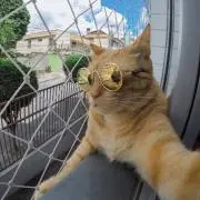 さしみの画像