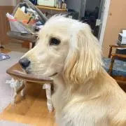 おすずの画像