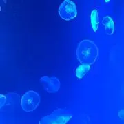 さやっぴ