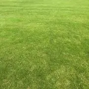 yu