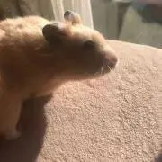 おさるの画像