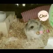 ちる☆プロフ必読の画像