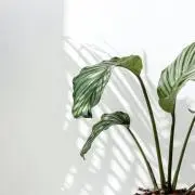 ライ