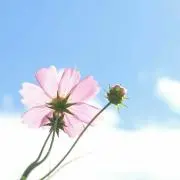 あや