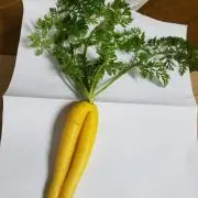 HaNaの画像