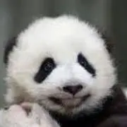 パンダかわいい　断捨離中の画像