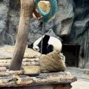 Hannaの画像
