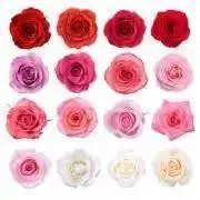 pinkmamの画像
