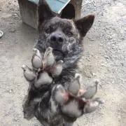 きゅうりの画像