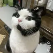 たーぼの画像