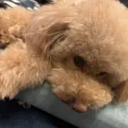 ミーノの画像
