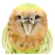 カカポ