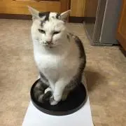 ちびごんの画像