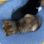 めめたん