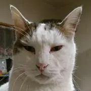 猫ちゃむの画像