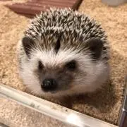 Daichanの画像