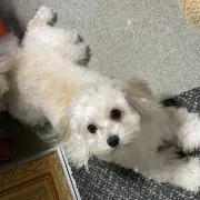 ろろ