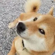 柴犬の画像