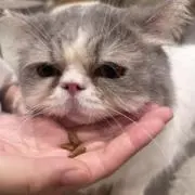 どんぐりの画像