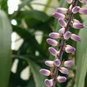 まこ