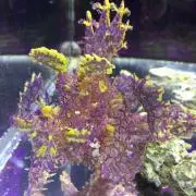ヒロ海